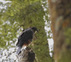 Falco novaeseelandiae
