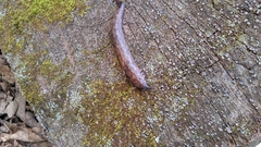 Philomycus carolinianus