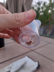 Latrodectus geometricus