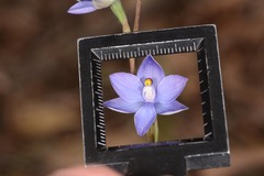 Thelymitra nuda
