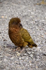 Nestor notabilis