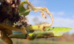 Herpetogramma bipunctalis