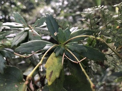 Lysionotus pauciflorus