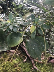 Lysionotus pauciflorus