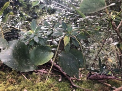 Lysionotus pauciflorus