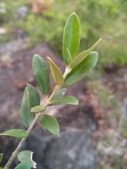 Olea europaea cuspidata