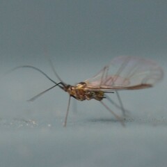 Macrosiphini