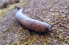 Philomycus carolinianus
