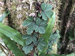 Tetrastigma obtectum