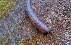 Philomycus carolinianus