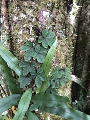 Tetrastigma obtectum