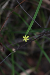 Tricoryne anceps