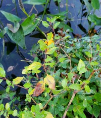 Impatiens pallida