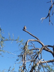 Campylorhynchus brunneicapillus