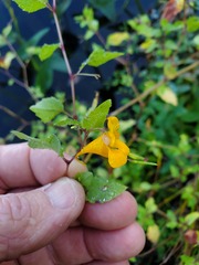 Impatiens pallida