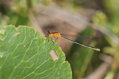 Ischnura fluviatilis
