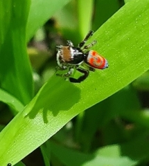 Maratus pavonis
