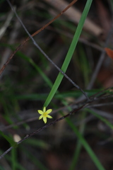 Tricoryne anceps