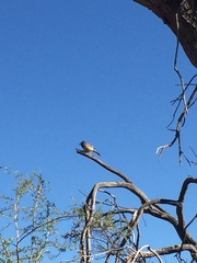 Campylorhynchus brunneicapillus