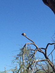 Campylorhynchus brunneicapillus