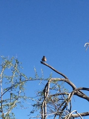 Campylorhynchus brunneicapillus