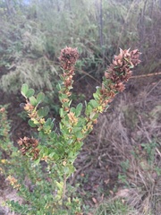 Lespedeza stuevei