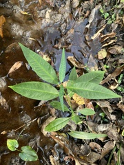 Asclepias perennis