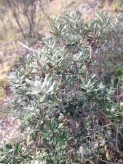 Chiliotrichum diffusum