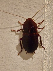 Eurycotis floridana