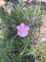 Convolvulus remotus