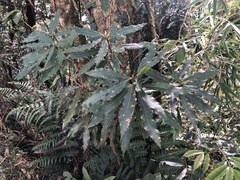 Litsea acuminata