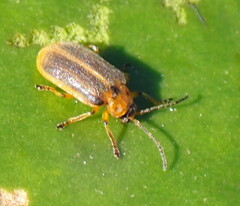 Galerucella nymphaeae