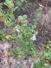 Lespedeza stuevei