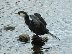 Microcarbo melanoleucos brevirostris