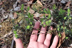 Acrotriche aggregata