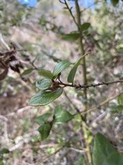 Ceanothus oliganthus
