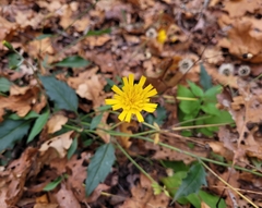 Hieracium murorum