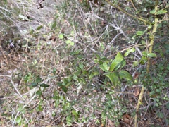 Ceanothus oliganthus