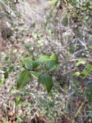 Ceanothus oliganthus