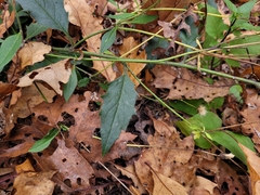 Hieracium murorum