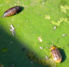 Galerucella nymphaeae