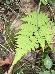 Macrothelypteris