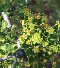 Condalia microphylla