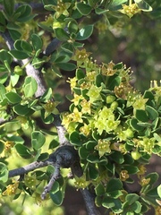 Condalia microphylla