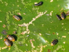 Galerucella nymphaeae