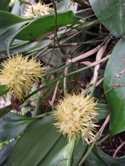 Pleurothallis ruscifolia