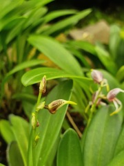 Masdevallia picturata