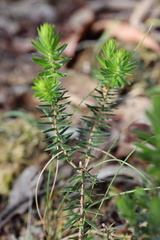 Acrotriche aggregata