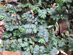 Elatostema obtusum