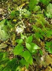 Eurybia divaricata